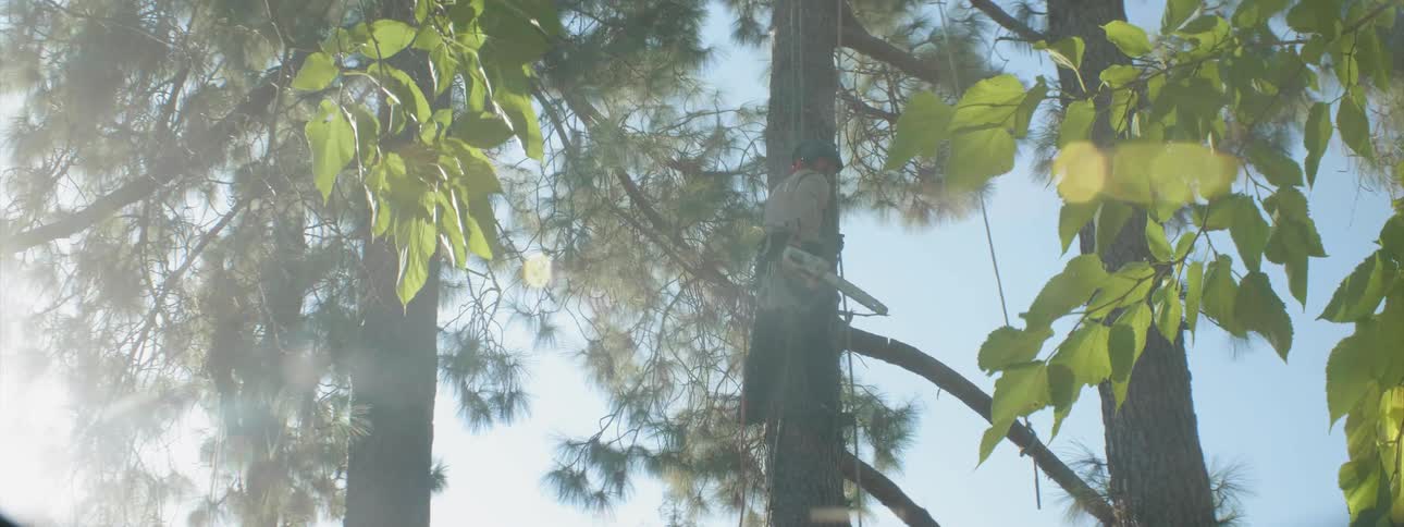 A man in a harness up a tree is cutting down large branches