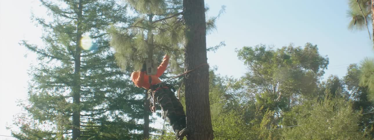A man is climbing the tree and begins cutting branches with a chainsaw