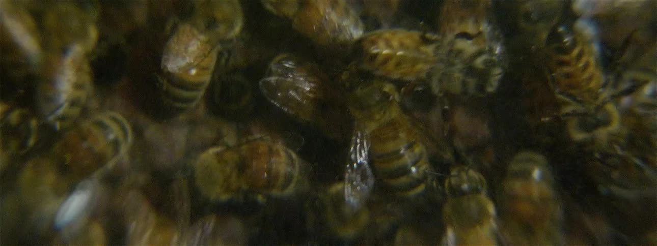 Many bees milling around in a hive