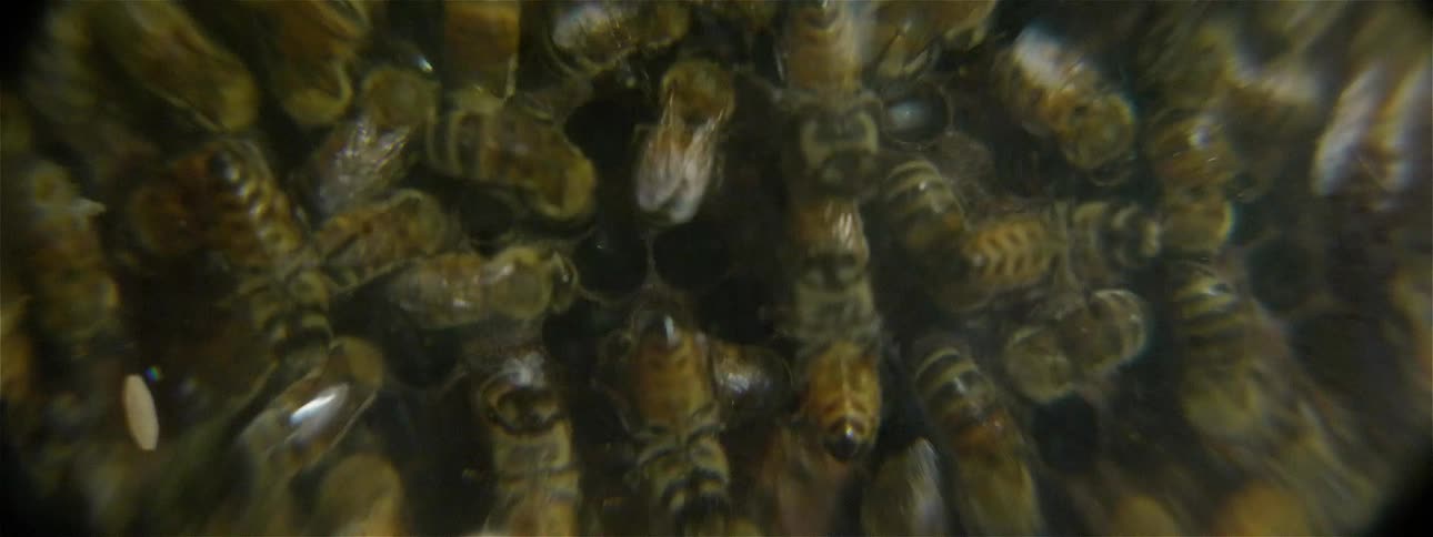 Bees swarm on honeycomb