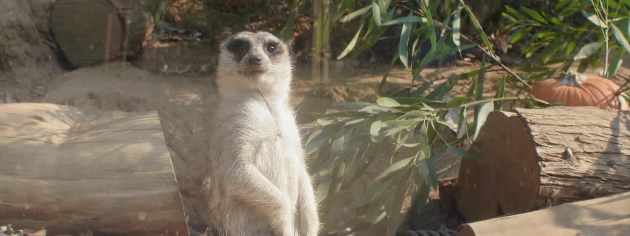 A meerkat is surveying its surroundings inside an enclosure during the day