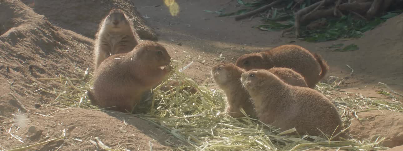 Several small animals chew on hay on a sunny day