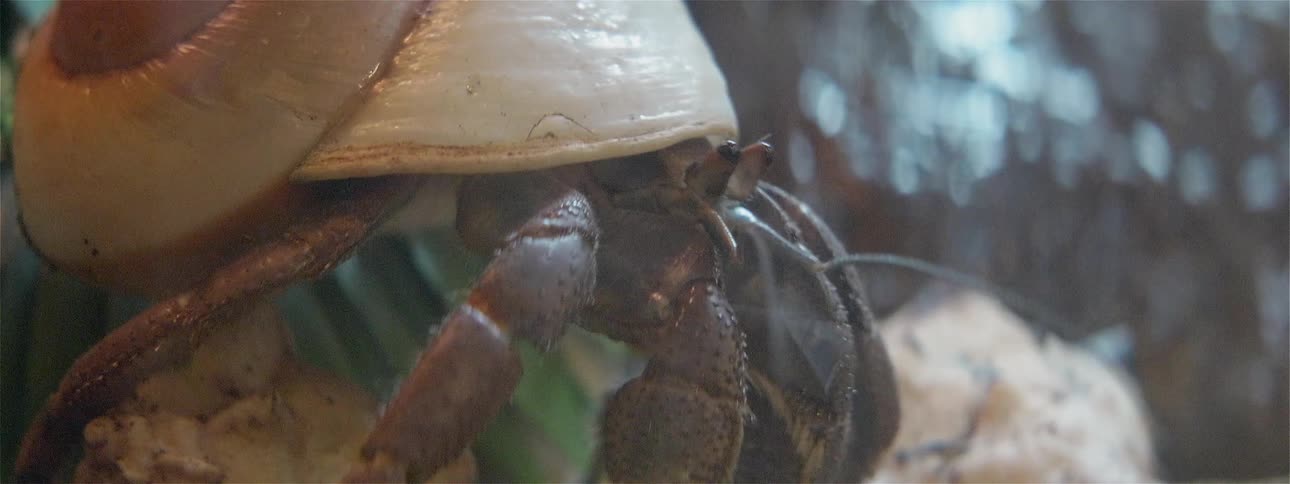 A crab is crawling around by the rocks