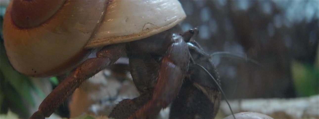 A hermit crab is walking across the ground during the day