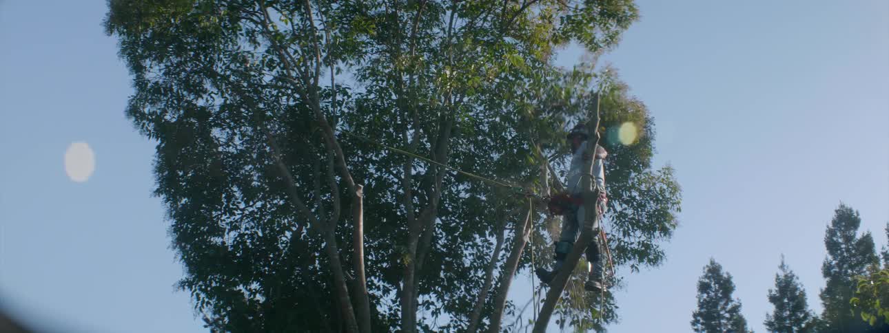 A man is cutting all the branches off the tree with a chainsaw