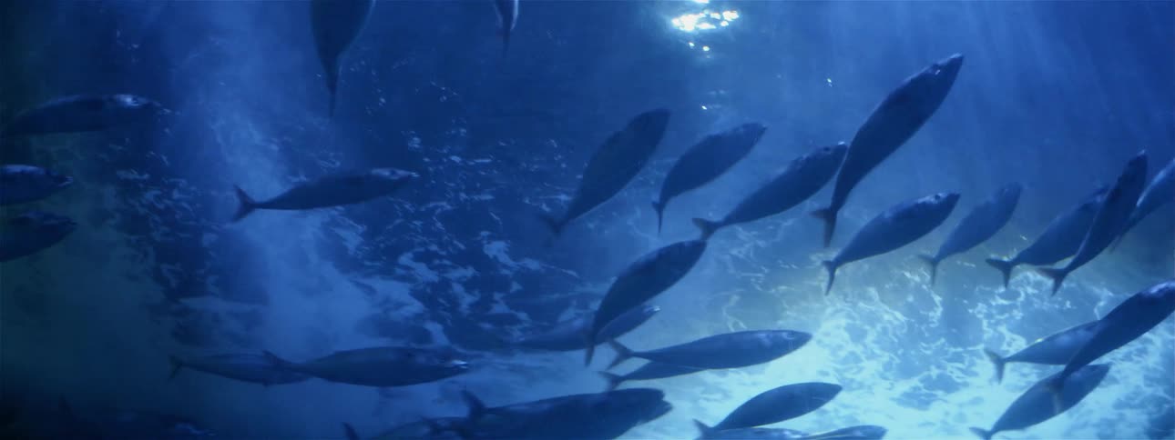 A school of fish swims in water