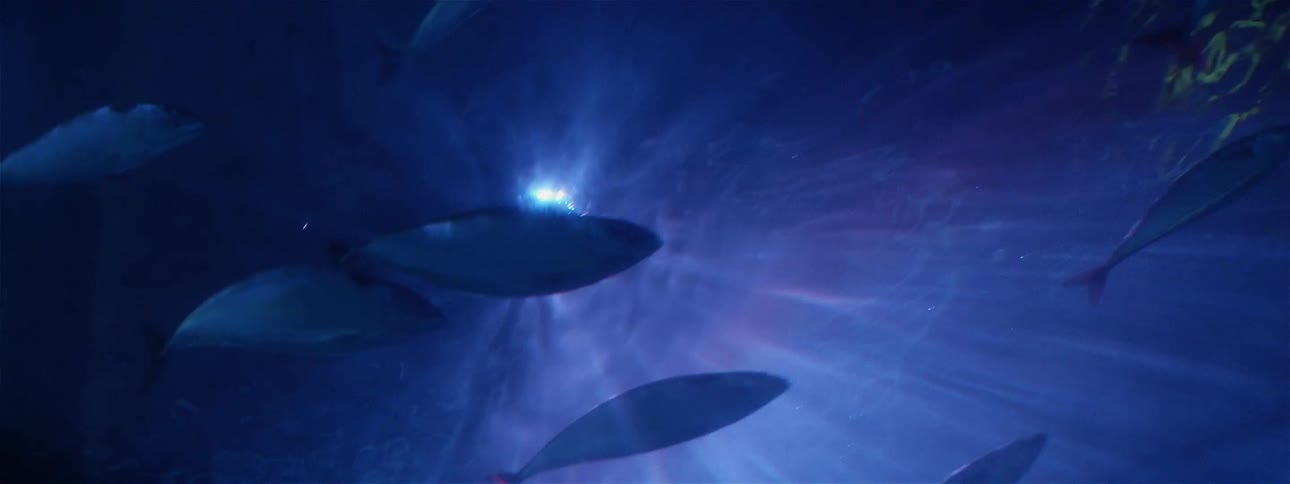 Fish swim underwater as light shines on the surface