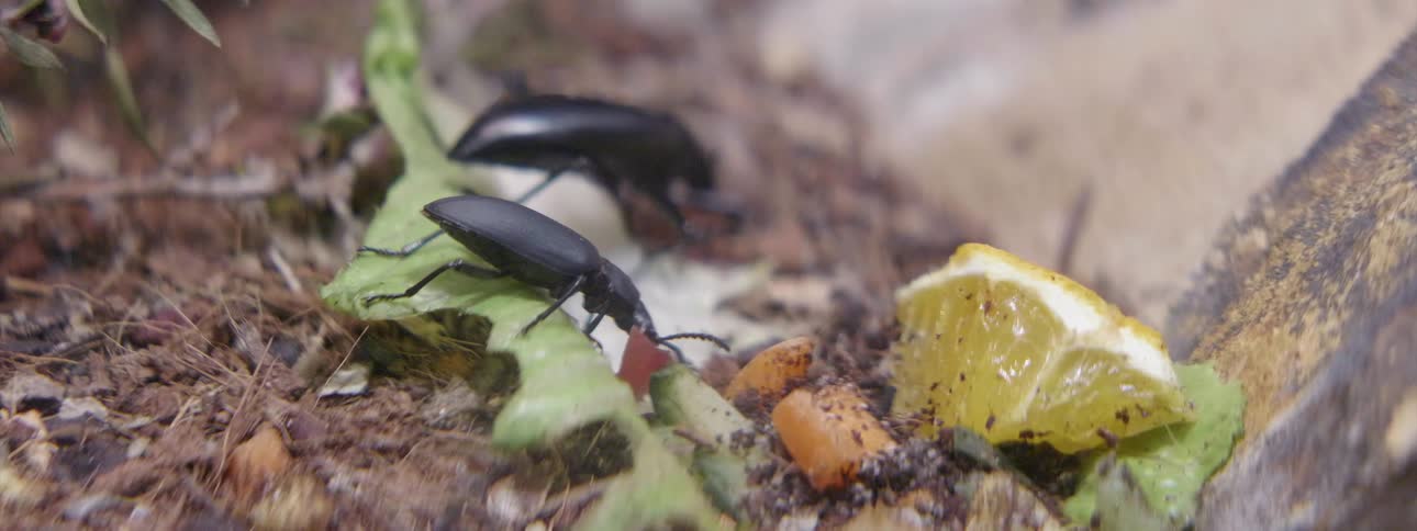 The black beetles are feeding in the dirt