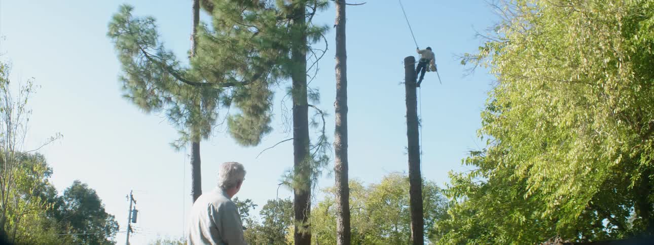 A man watches as another is cutting the tree down ahead