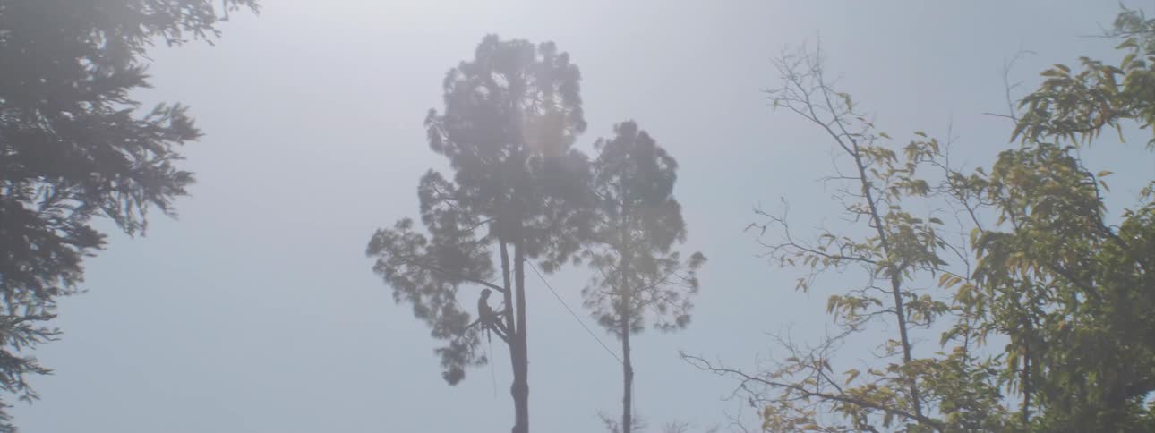 Wind blows through tall trees