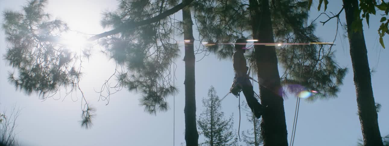 A man harnessed to a tree uses a chainsaw to cut branches