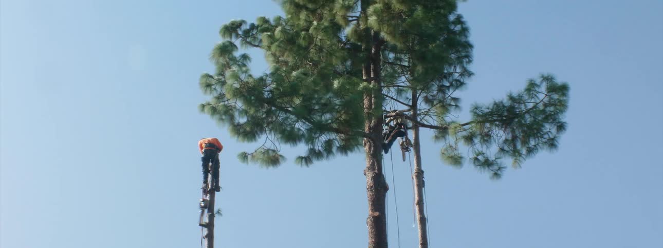 A man cuts the top of a tree off while holding on