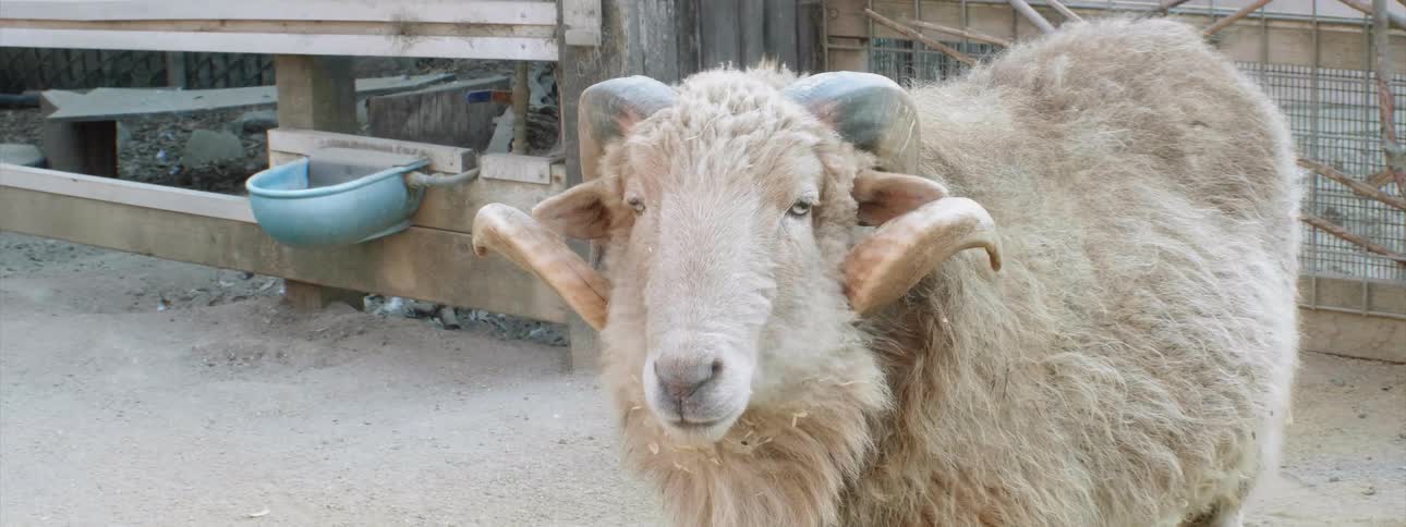 A large goat turns his head to look to the side