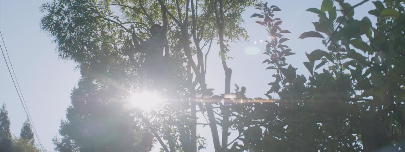 Man standing in a tree uses a saw to cut branches on a sunny day