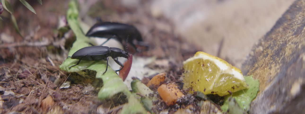 A beetle is feeding on a piece of a vegetable during the day