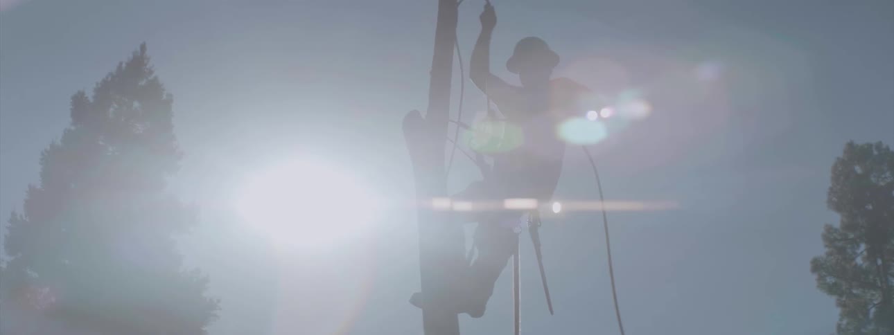 A tree trimmer releases a rope from a treetop as he perches on its trunk
