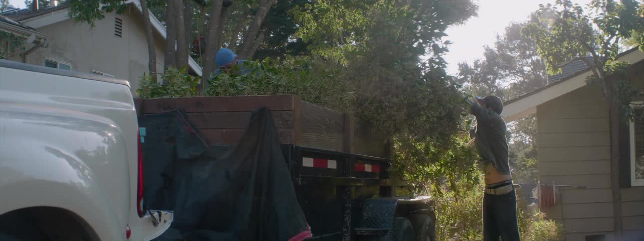 Workers are lifting cut tree branches into a truck as they trim a tree during the day