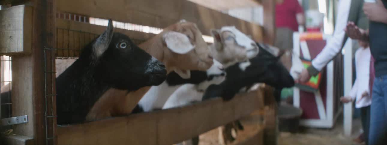 Goats stick their heads through a wood fence