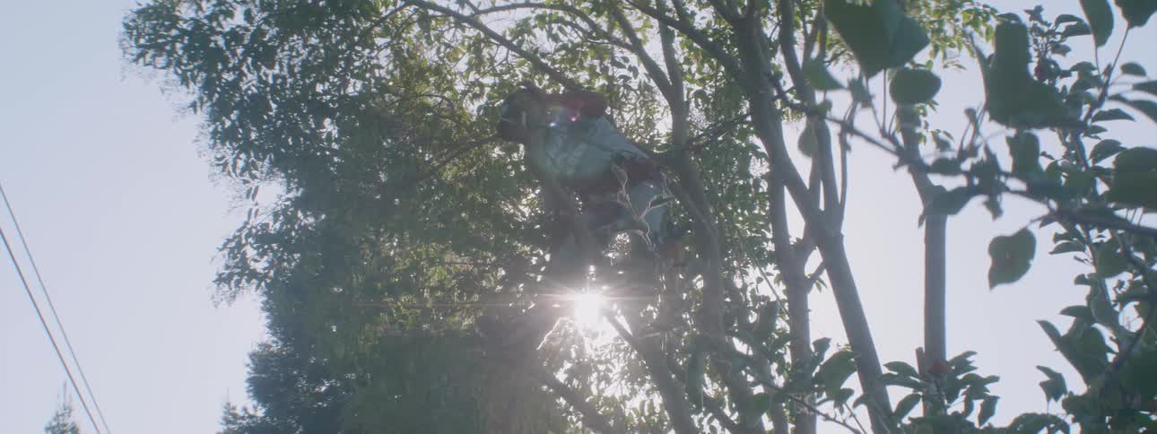 A man is using a chainsaw to cut away limbs on a tree on a sunny day