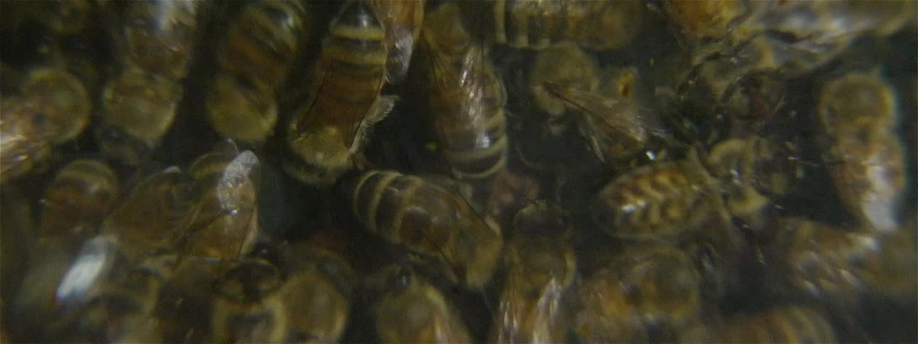 The bees gather around and swarm on the comb