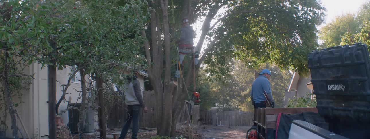 Workers are climbing trees and cutting bushes in the yard