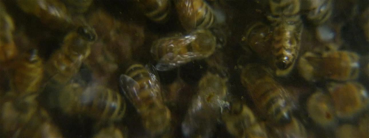 The honey bees are moving around crawling over one another