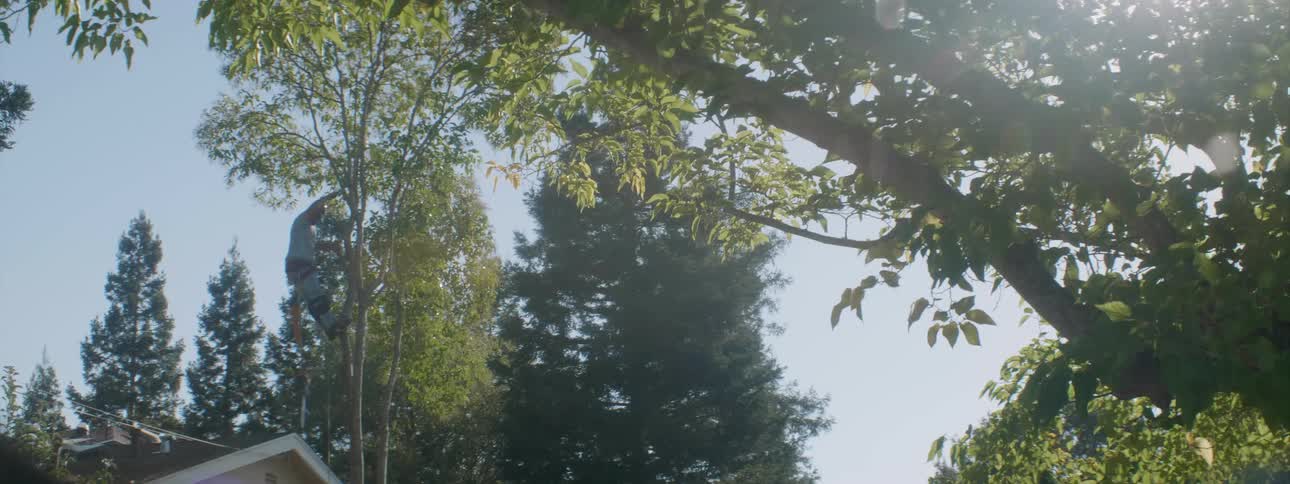 A man climbs u p the tree and begins sawing off branches