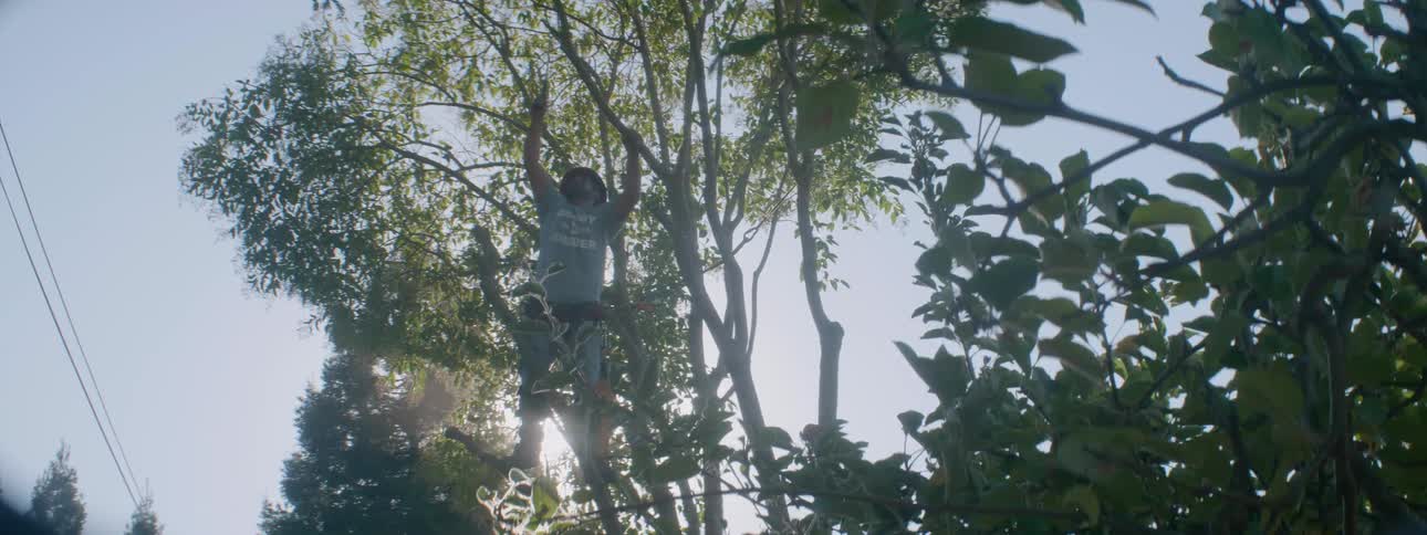 A landscaper is cutting branches on a tree on a sunny day