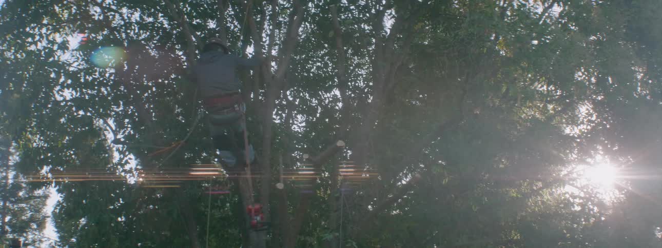 A tree trimmer climbs on a tree