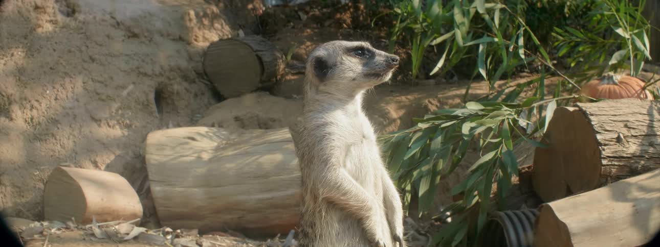 A meerkat looks around and up on a sunny day