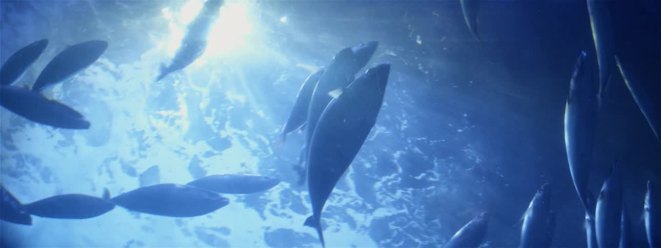 Light shines down on marine life swimming in water