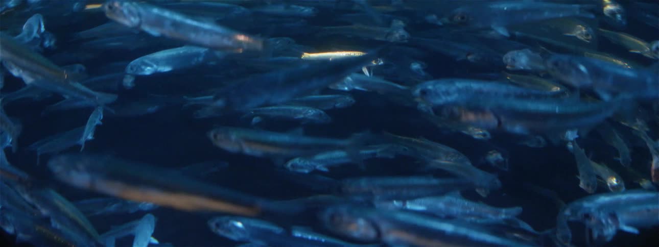 Fish swim by underwater