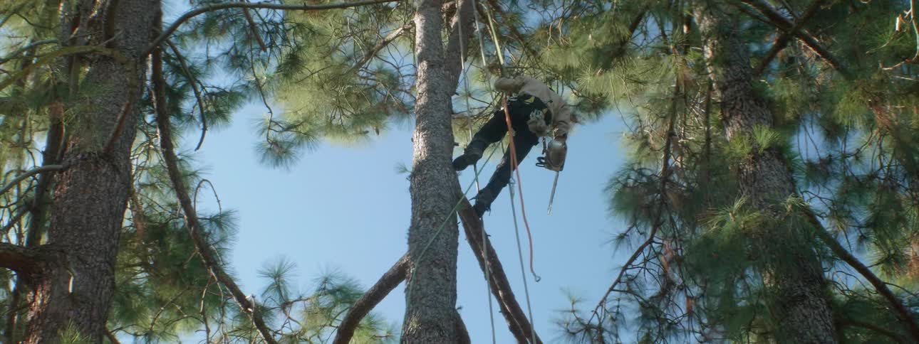 A man hangs and climbs on the tree cutting branches down
