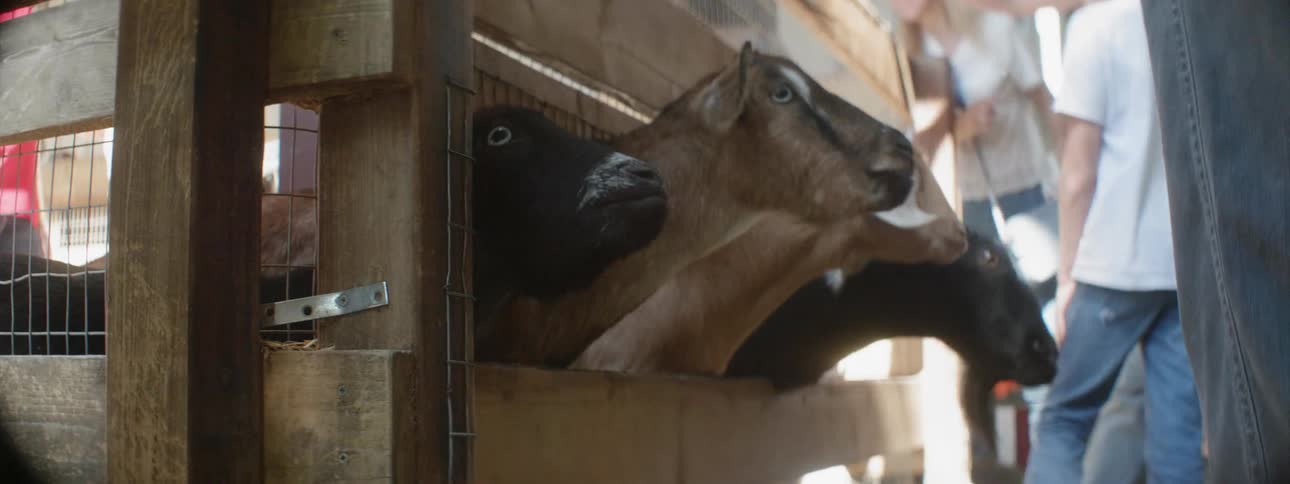 Goats stick their heads through a fence at a petting zoo