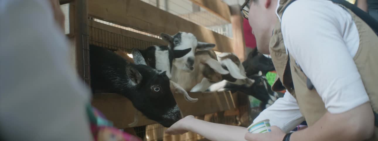 People feed goats behind a wood fence