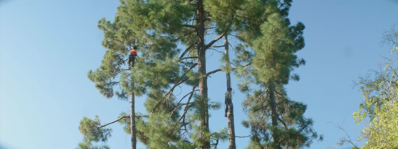 Two people are climbing a tree cutting branches down as they go
