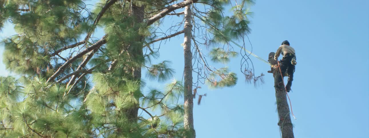 A man is hanging from the top of the tree cutting it down piece by piece