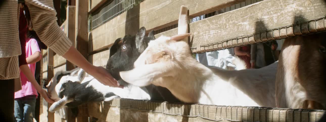 A person is feeding the goats behind the fence