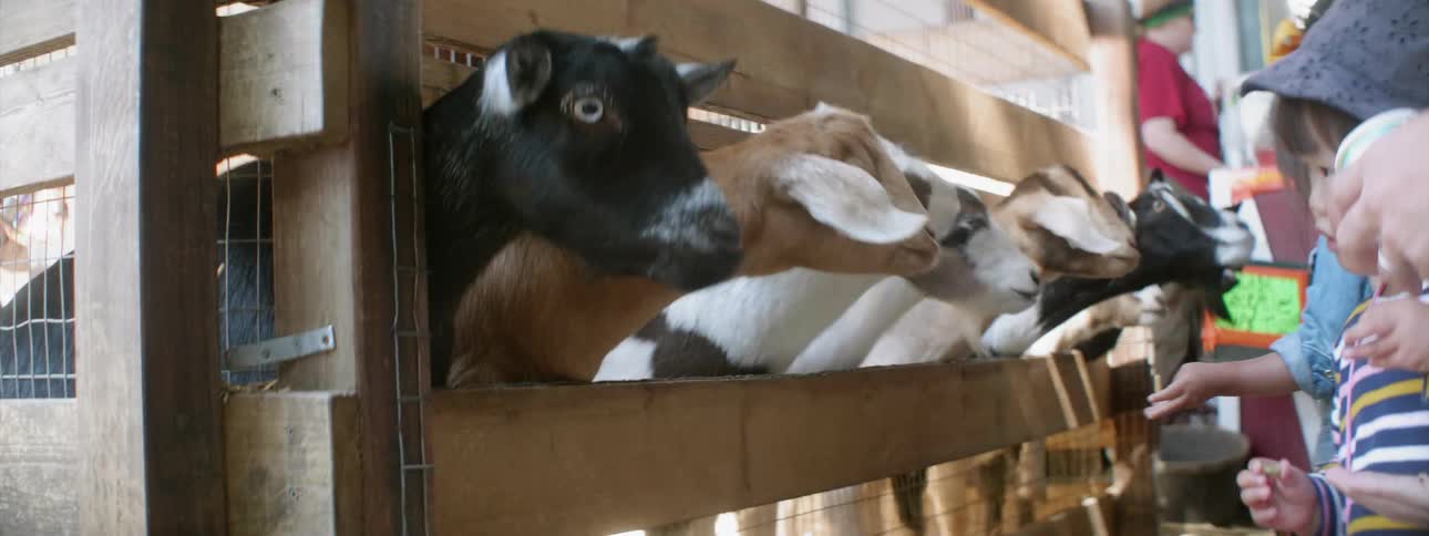 Goats stick their heads through a wood fence