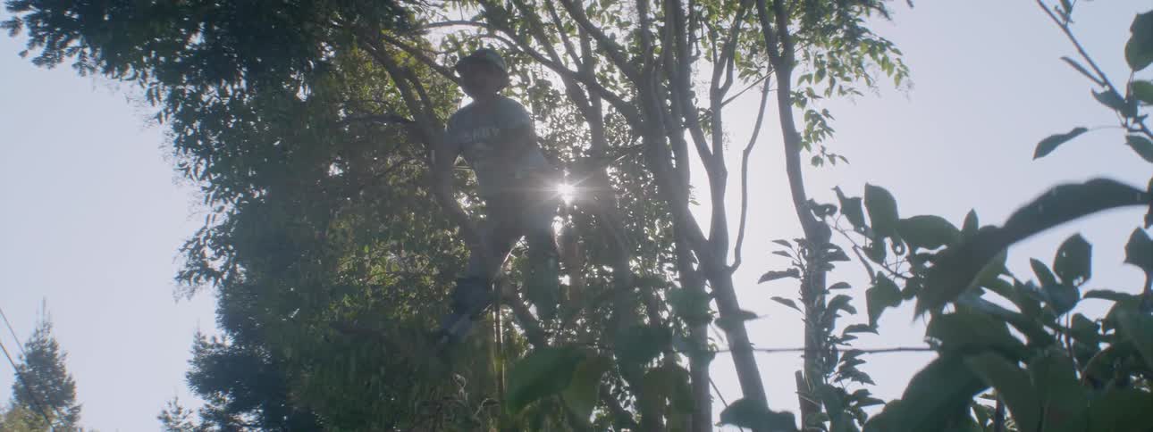 A worker trims tree branches on a sunny day