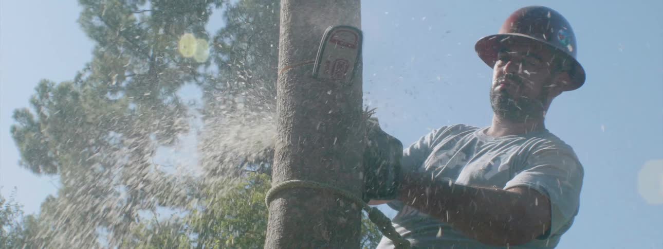A worker cuts a tree with a chainsaw