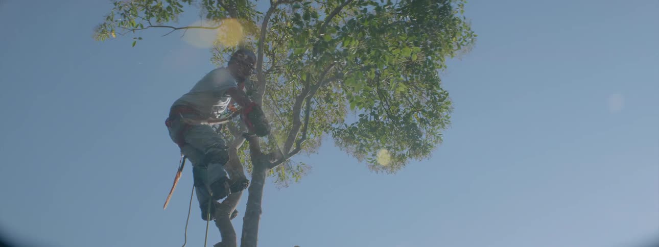 A man is using a chainsaw to cut away limbs on a tree on a sunny day