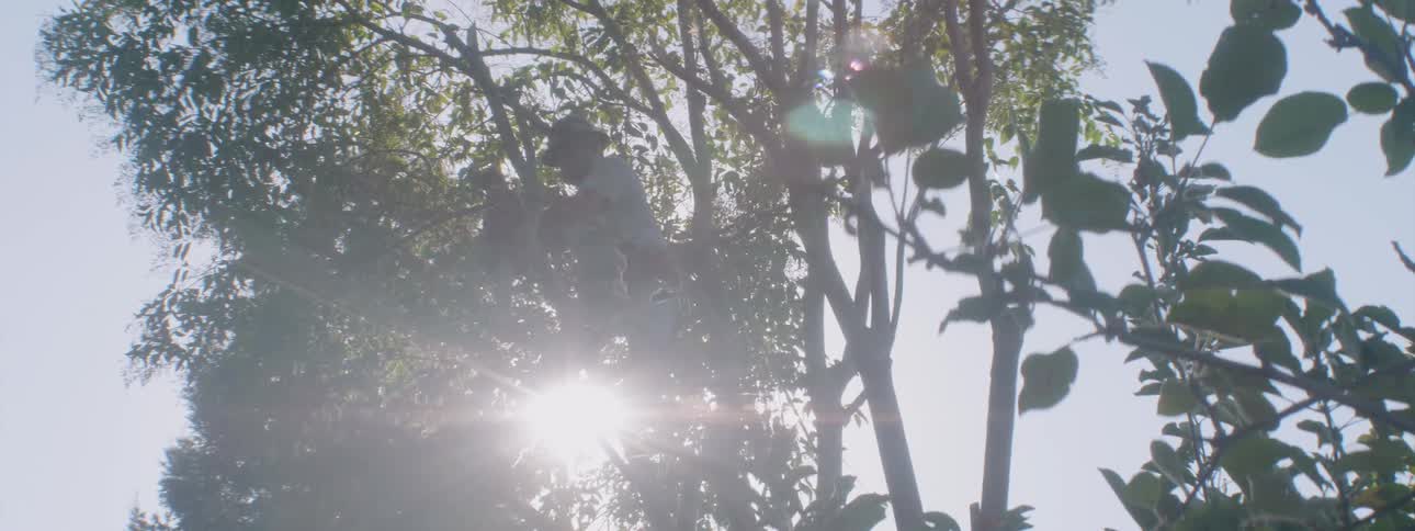 A worker trims tree branches on a sunny day