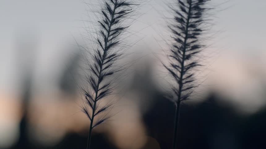Close up of two weeds gently blowing in the breeze at sunset