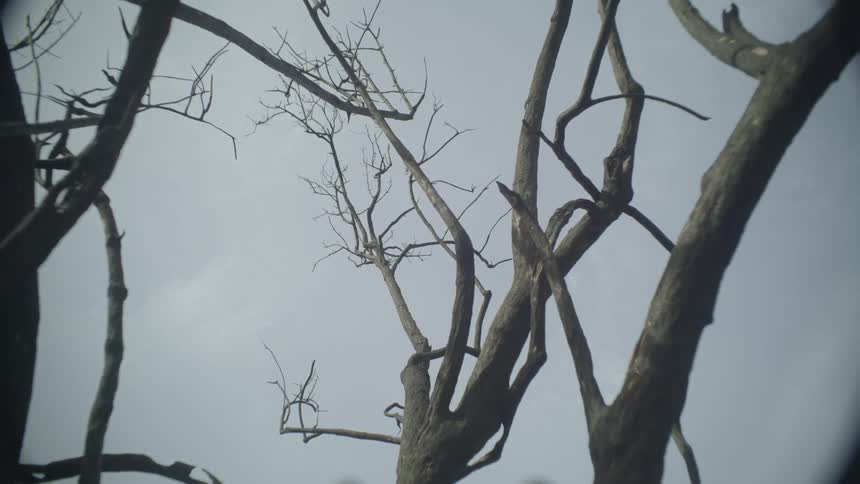 The tree is bare with no leaves on a cloudy day