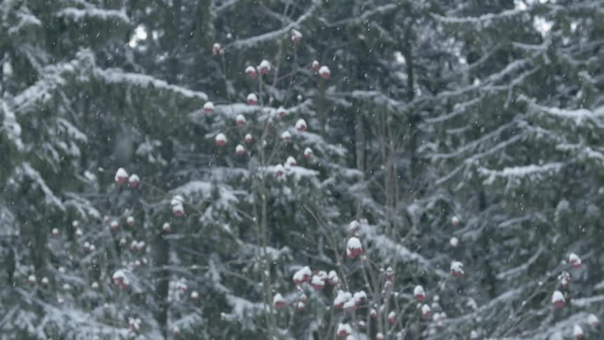 Snow is falling and sticking to the trees in a forest