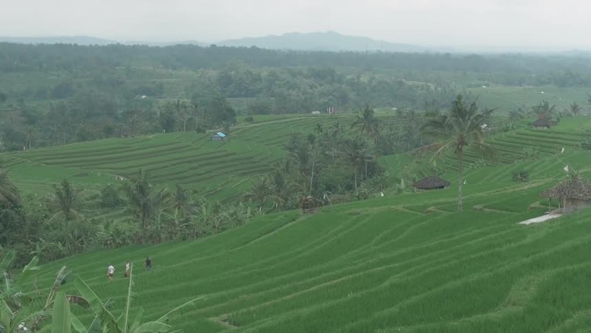 People walk on farmed land