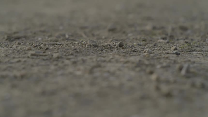 A wind is blowing sticks and pebbles across the dirt