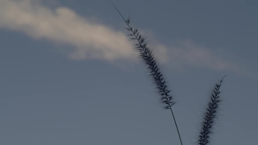 The wind is blowing the long stalk from a plant