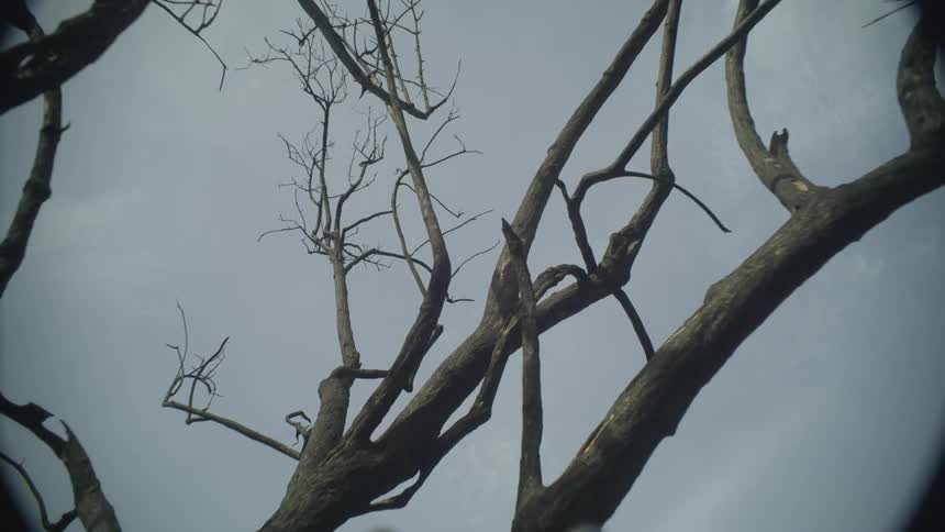 Tree branches on a gray and cloudy day